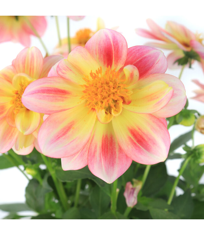 Dahlia dalaya shari 1 gal | Floraison incroyable bicolore