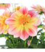 Dahlia dalaya shari 1 gal | Floraison incroyable bicolore