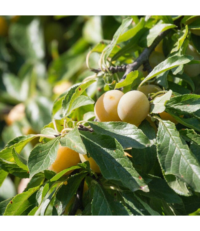 Prunier Brookgold 150 cm | Prunes Dorées Sucrées