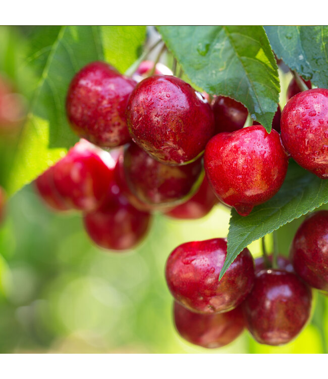 Cerisier Kristin | Cerises Sucrées, Arbre Rustique