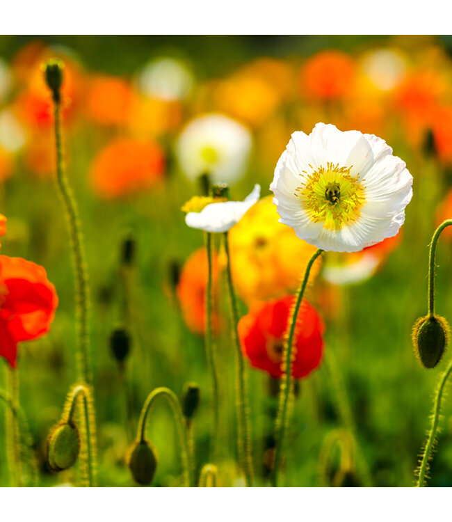 Papaver spring fever | Pavot d'Islande Blanc, Floraison Abondante