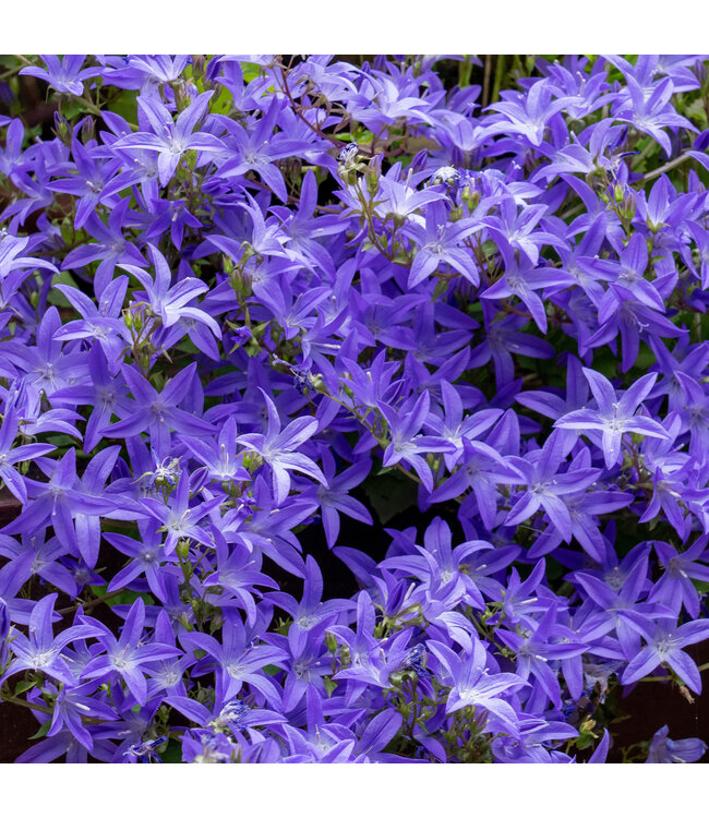 Campanula blue waterfall | Cascade de Fleurs Bleues