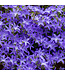 campanula blue waterfall 1gal
