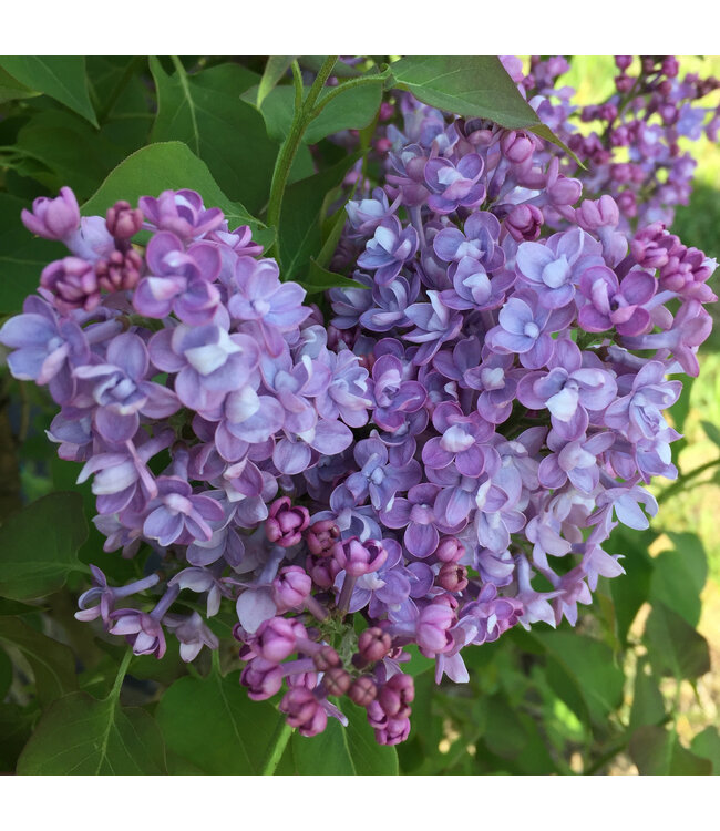Syringa scentara double blue | Fleurs doubles parfumées