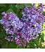 Syringa Scentara Double Blue 2 gal