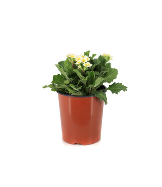 Primula Oakleaf White 1 gal