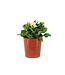 Primula Oakleaf White 1 gal