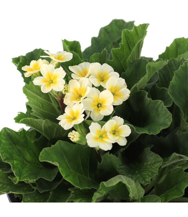 Primula oakleaf white | Floraison parfumée