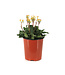 Primula Oakleaf Yellow Picotee 1 gal