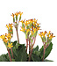 Primula oakleaf yellow picotee | Primevère vivace parfumée à feuillage unique