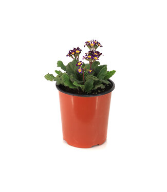 Primula Oakleaf Blue 1 gal