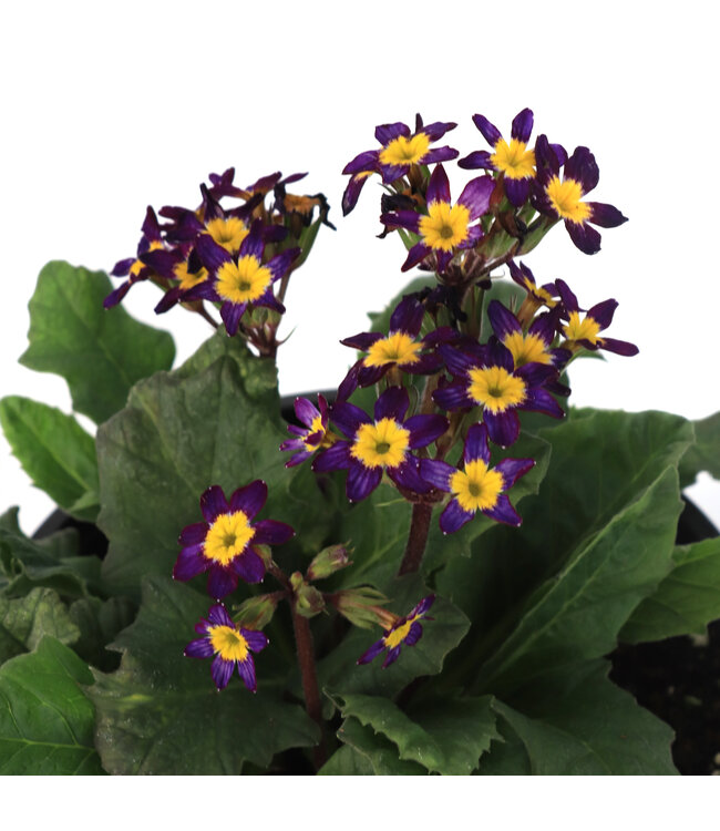 Primula oakleaf blue 1 gal | Primevère Vivace Parfumée à Feuillage Unique