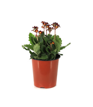 Primula Oakleaf Magenta 1 gal