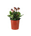 Primula Oakleaf Magenta 1 gal