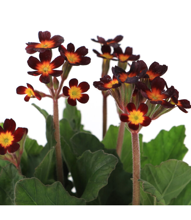 Primula oakleaf magenta | Primevère Vivace Parfumée à Feuillage Unique