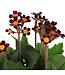 Primula oakleaf magenta | Primevère Vivace Parfumée à Feuillage Unique