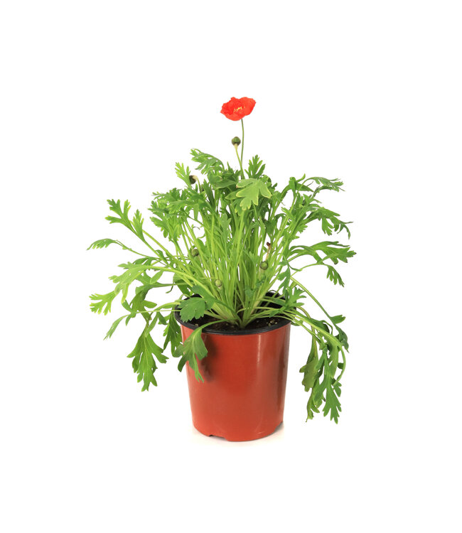 Papaver spring fever red | Pavot d'Islande rouge, floraison abondante