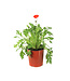 Papaver spring fever red 1 gal