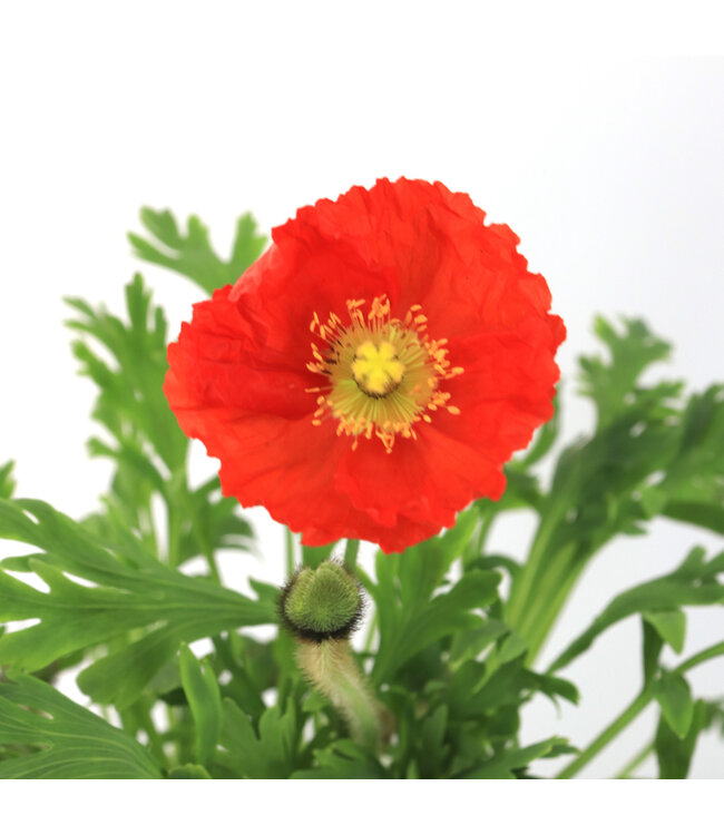 Papaver spring fever red | Pavot d'Islande rouge, floraison abondante