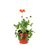Papaver Spring Fever pink 1gal