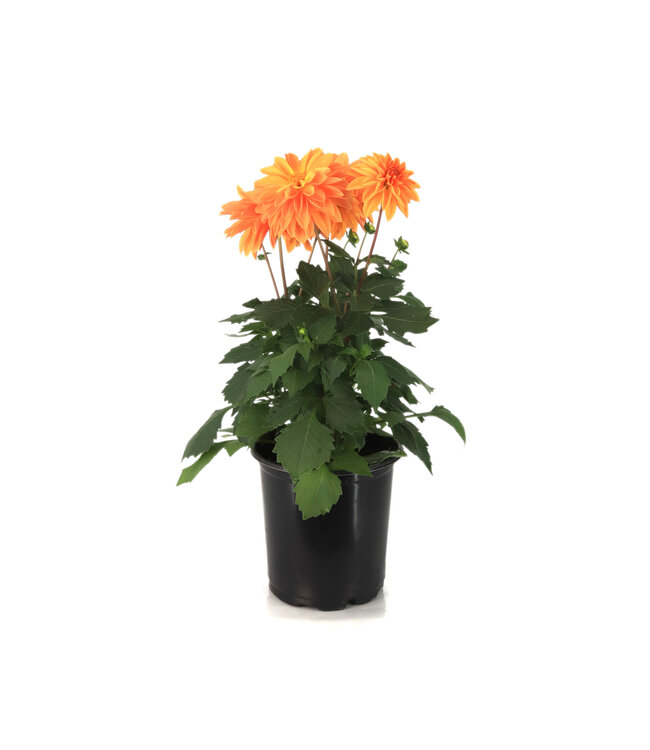 Dahlia dalaya apricot 1 gal | Symétrie colorée et  hypnotisante