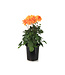 Dahlia dalaya apricot 1 gal | Symétrie colorée et  hypnotisante