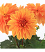Dahlia dalaya apricot 1 gal | Symétrie colorée et  hypnotisante