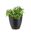 Fines herbes 12 po