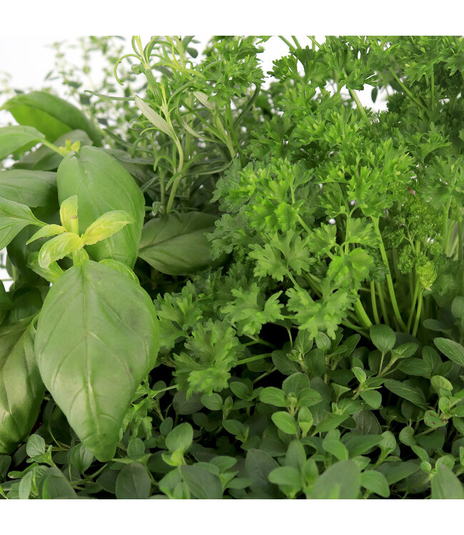 Fines herbes 12 po