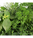 Fines herbes 12 po