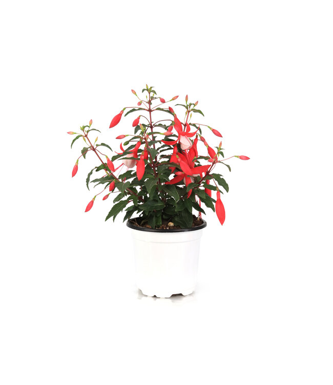 Fuchsia Bella Evita 4,5 po | Fleurs délicieuses