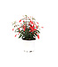 Fuchsia Bella Evita 4,5 po | Fleurs délicieuses