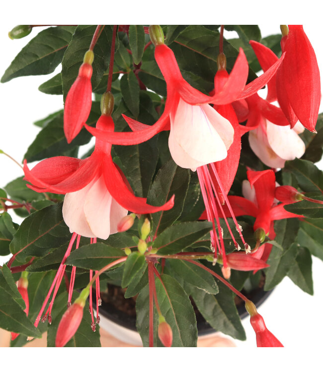 Fuchsia Bella Evita 4,5 po | Fleurs délicieuses