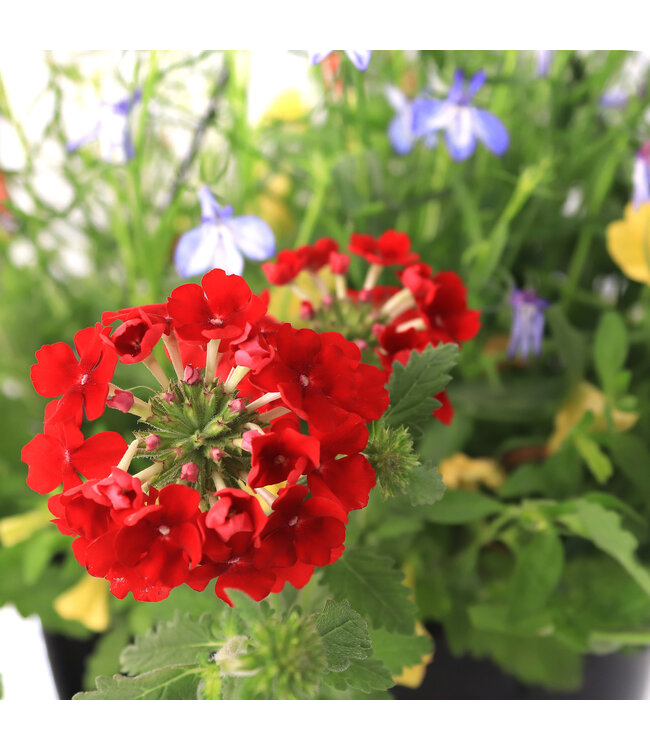 Jardinière victorienne 10 po | Éclat victorien de charme