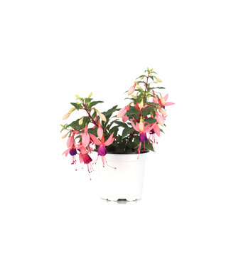 Fuchsia Bella Susanna 4,5 po