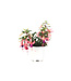 Fuchsia Bella Susanna 4,5 po |  Plante florifère compacte rouge et violet pour balcon et suspension