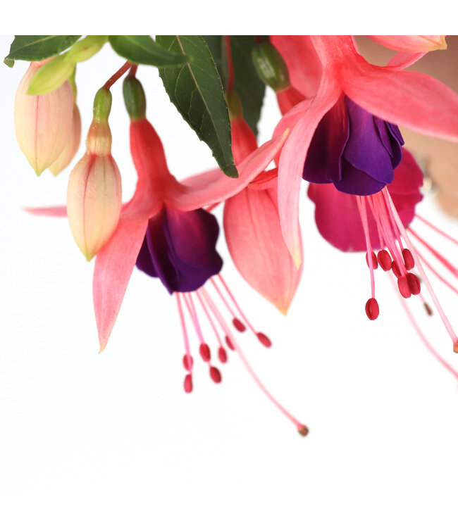Fuchsia Bella Susanna 4,5 po |  Plante florifère compacte rouge et violet pour balcon et suspension