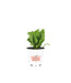 Calendula 11 cm | Plante annuelle à floraison jaune orangée pour massifs, bordures et balcon