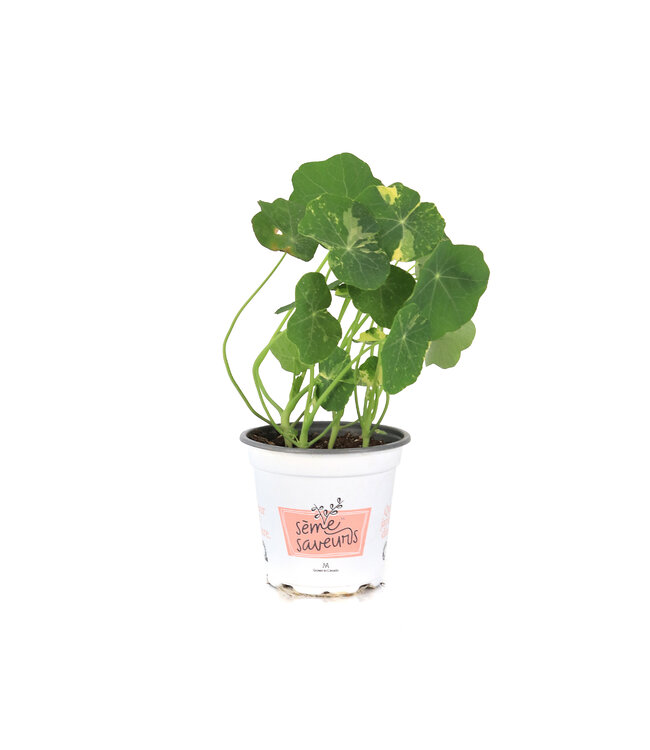 Capucine 11 cm | Plante annuelle comestible à floraison vive
