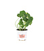 Capucine 11 cm | Plante annuelle comestible à floraison vive