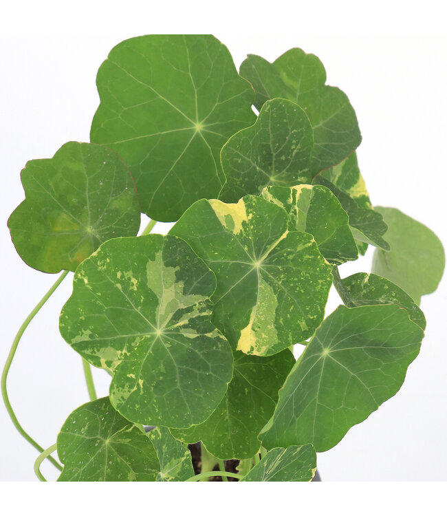 Capucine 11 cm | Plante annuelle comestible à floraison vive