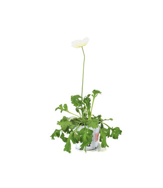 Pavot d'Islande Champagne Bubbles 11 cm