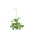 Pavot d'Islande Champagne Bubbles 11 cm | Mélange de fleurs pastel pour massifs et jardinières