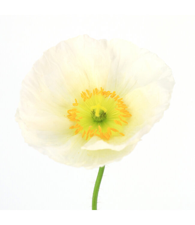 Pavot d'Islande Champagne Bubbles 11 cm | Mélange de fleurs pastel pour massifs et jardinières