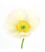 Pavot d'Islande Champagne Bubbles 11 cm | Mélange de fleurs pastel pour massifs et jardinières