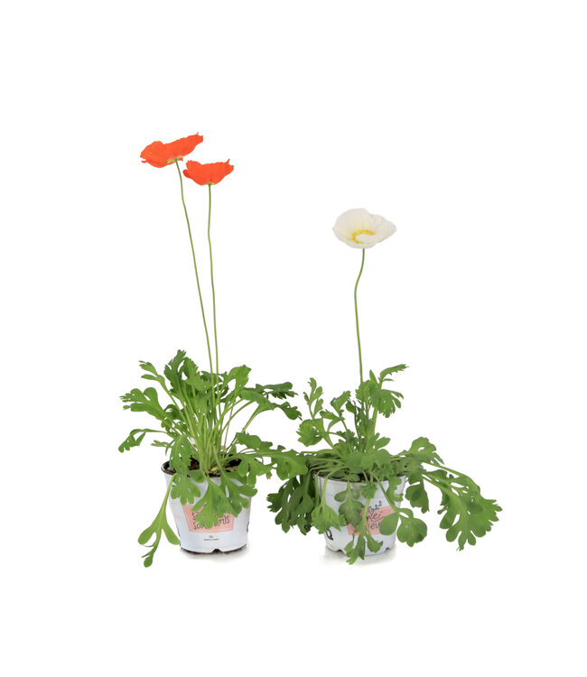 Pavot d'Islande Champagne Bubbles 11 cm | Mélange de fleurs pastel pour massifs et jardinières