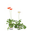 Pavot d'Islande Champagne Bubbles 11 cm | Mélange de fleurs pastel pour massifs et jardinières