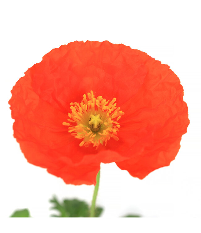 Pavot d'Islande Champagne Bubbles 11 cm | Mélange de fleurs pastel pour massifs et jardinières