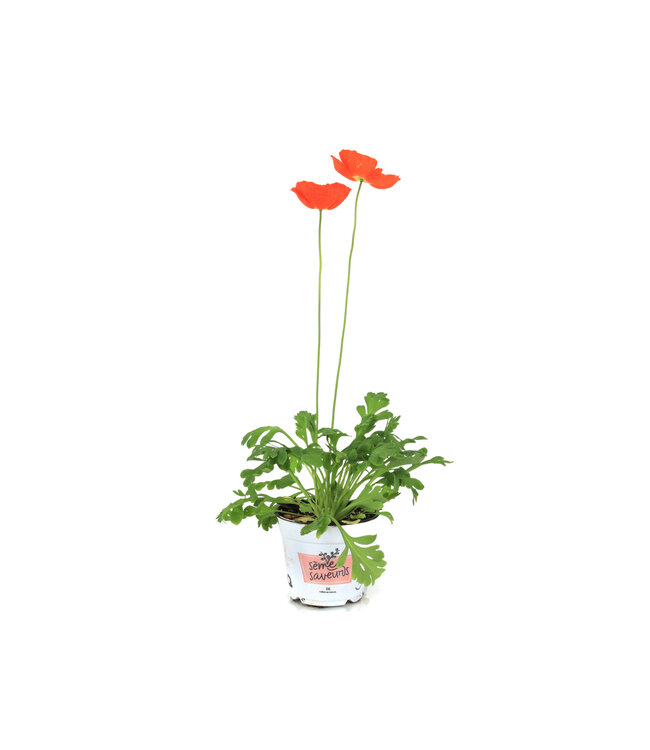 Pavot d'Islande Champagne Bubbles 11 cm | Mélange de fleurs pastel pour massifs et jardinières