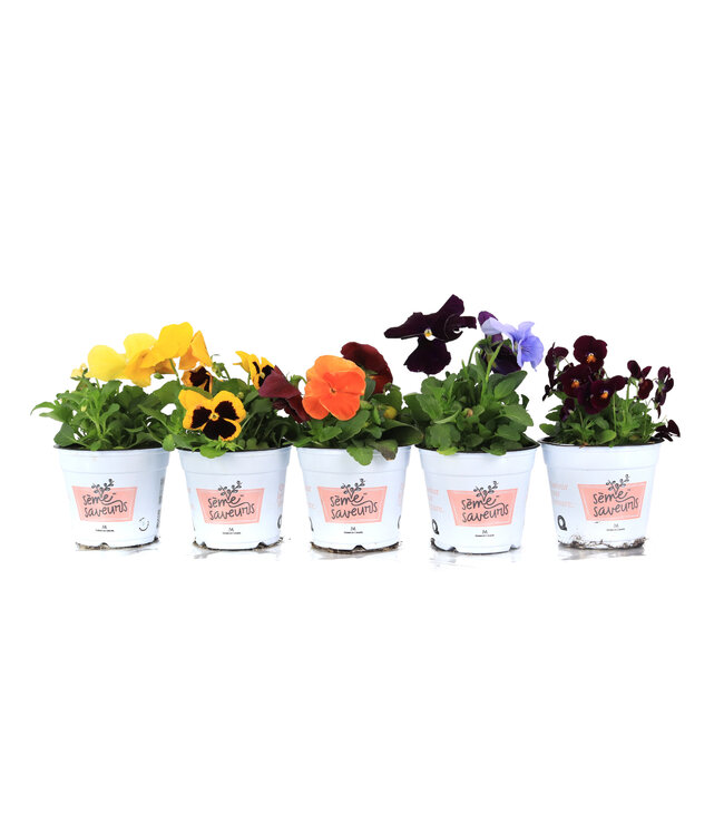 Pensée 11 cm | Floraison colorée pour jardinières et massifs
